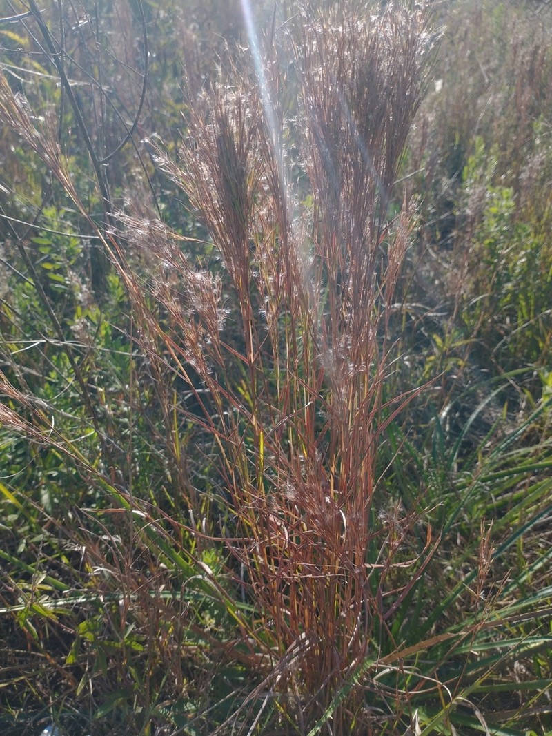 Schizachyrium microstachyum photo 6