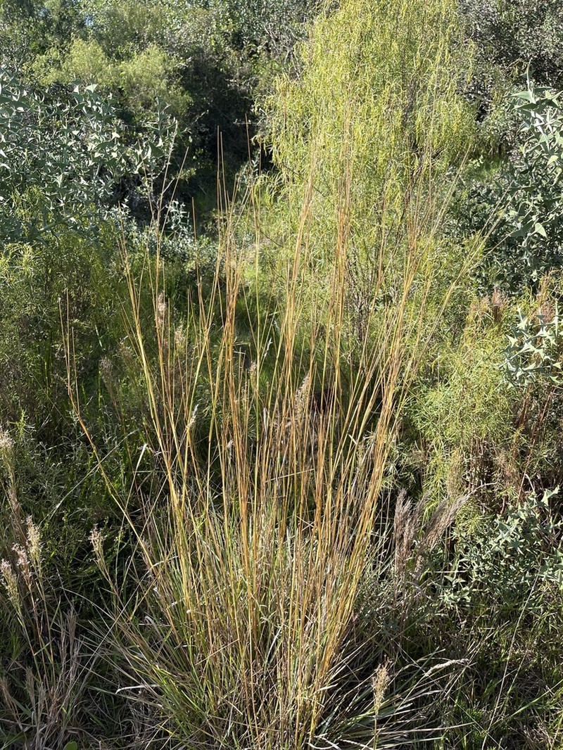 Schizachyrium microstachyum photo 7
