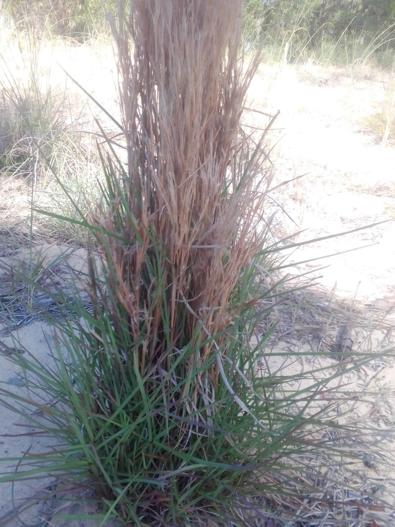 Schizachyrium microstachyum photo 8