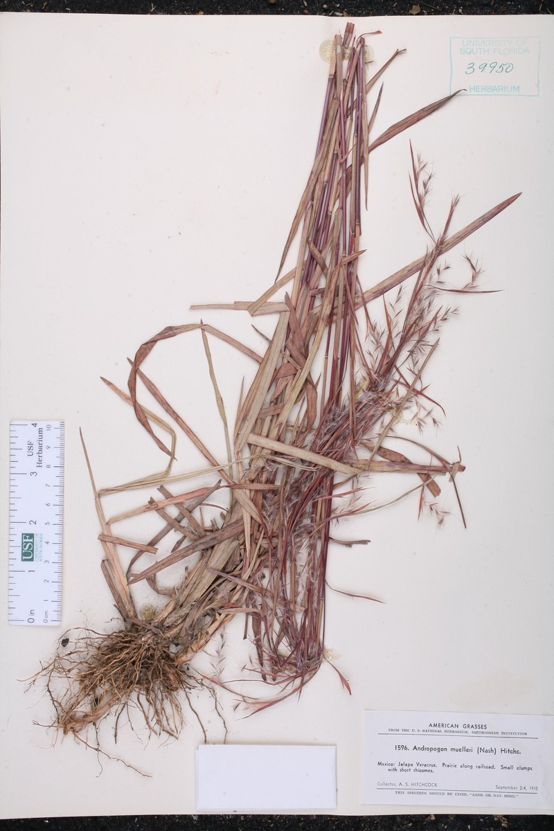Schizachyrium muelleri photo 2