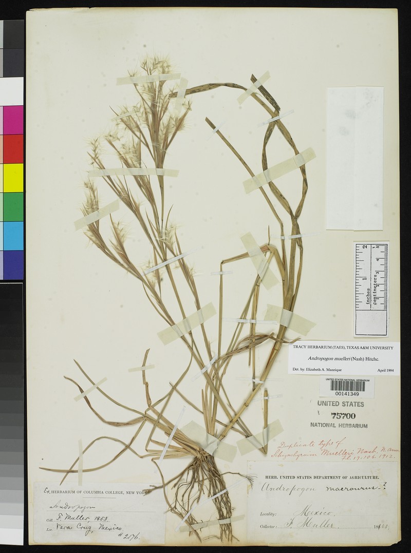 Schizachyrium muelleri