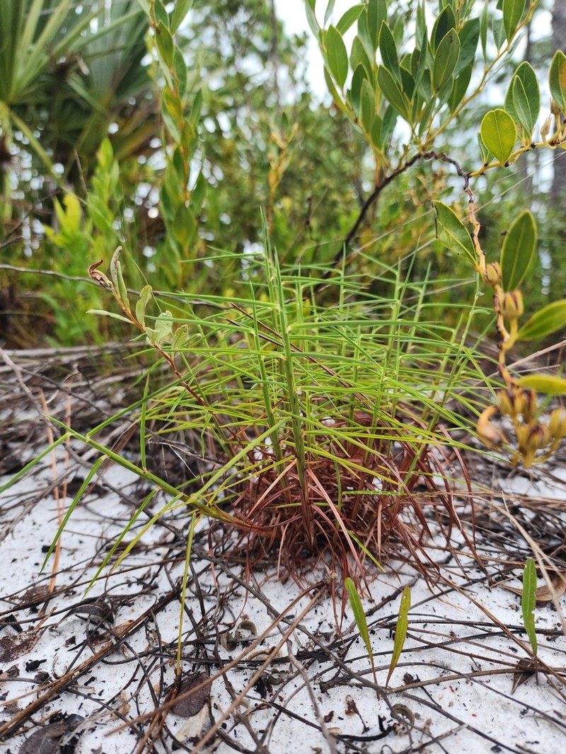Pinescrub Bluestem photo 6