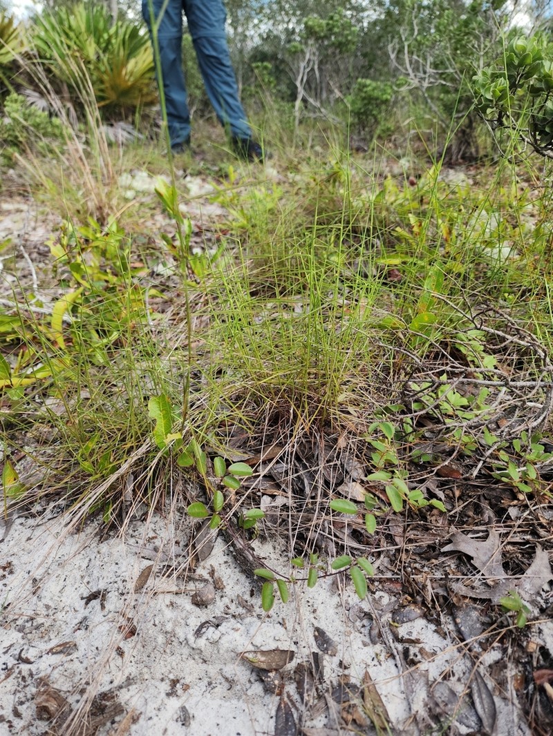 Pinescrub Bluestem photo 7