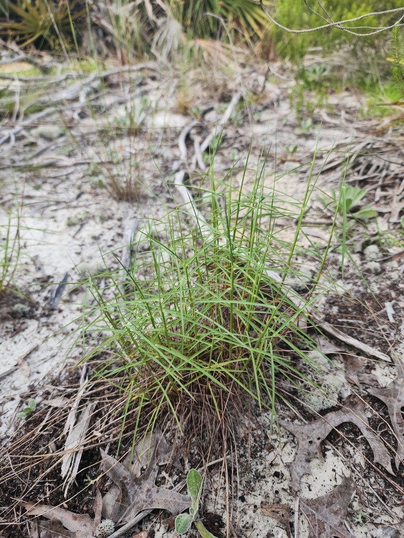 Pinescrub Bluestem photo 8