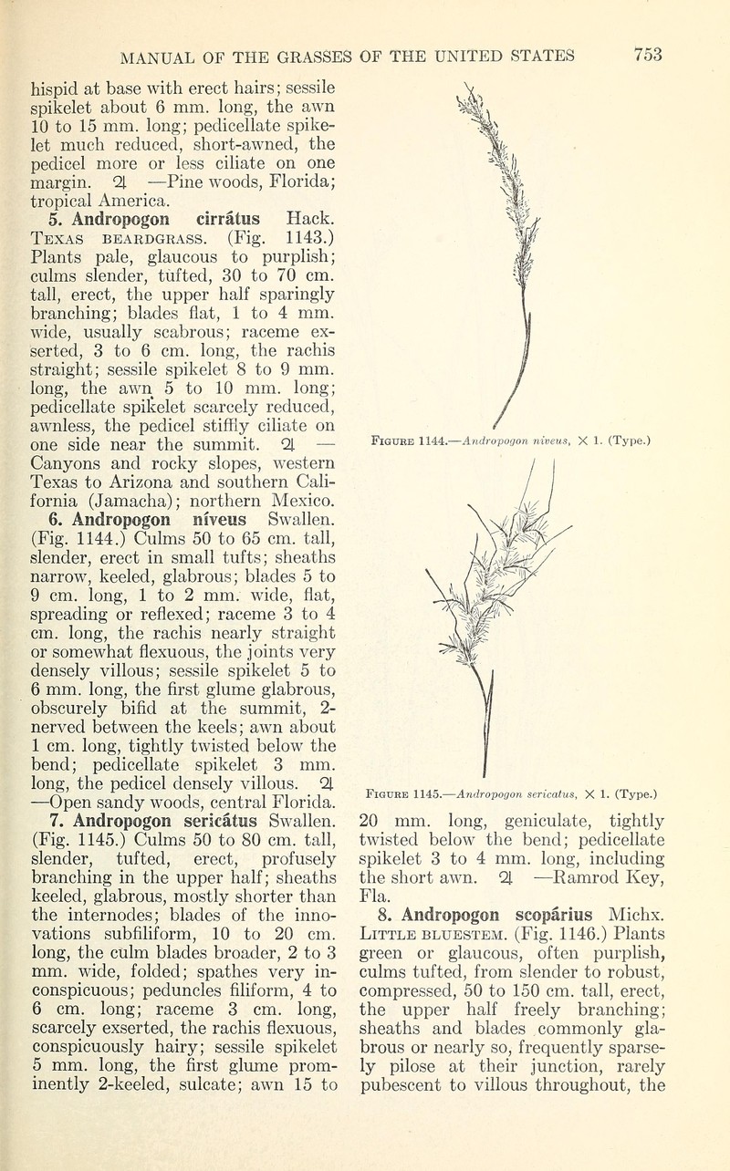 Pinescrub Bluestem photo 5