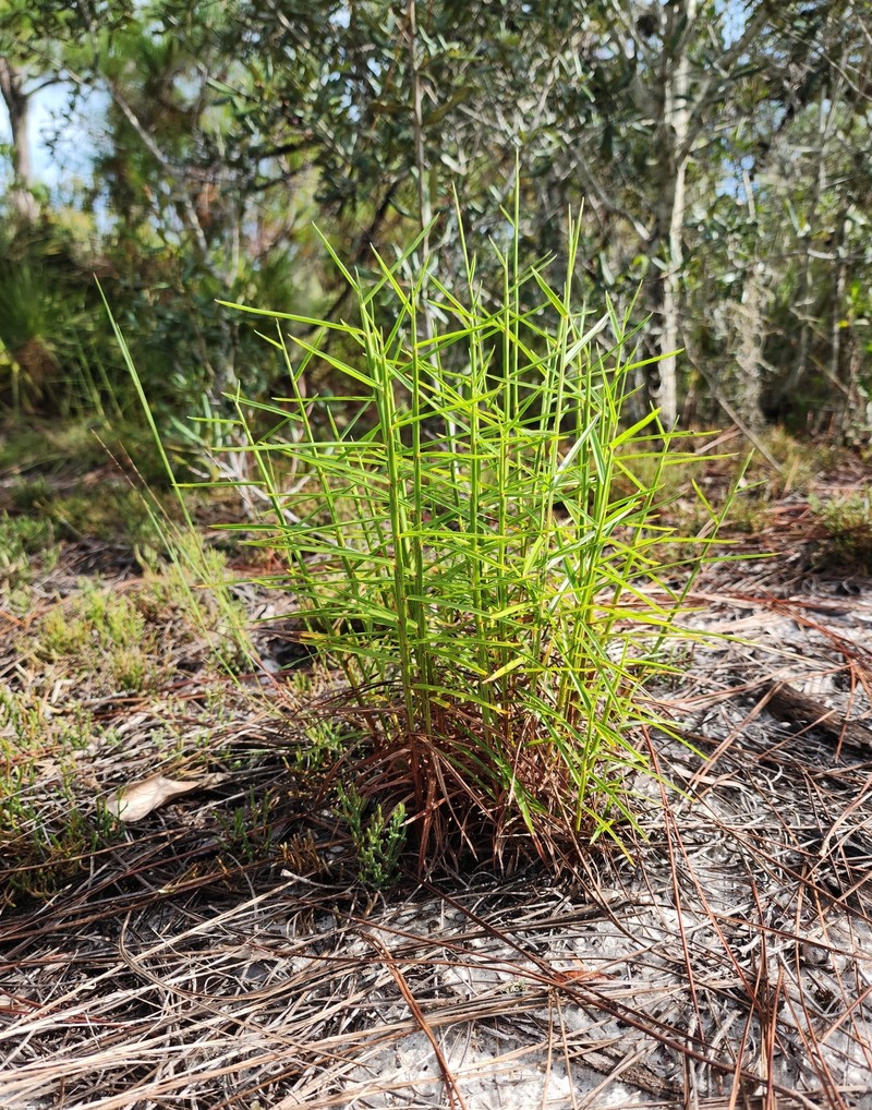 Pinescrub Bluestem