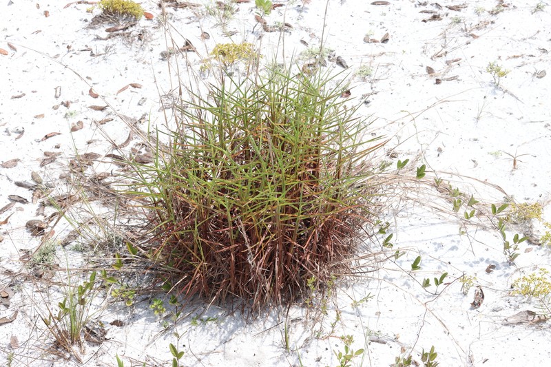 Pinescrub Bluestem photo 2