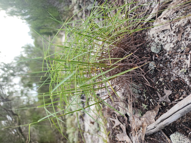 Pinescrub Bluestem photo 3