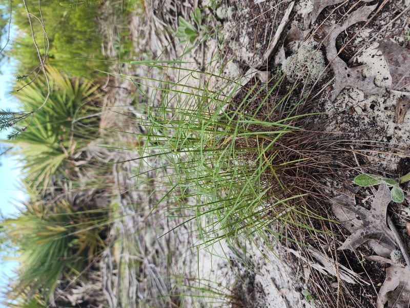 Pinescrub Bluestem photo 4