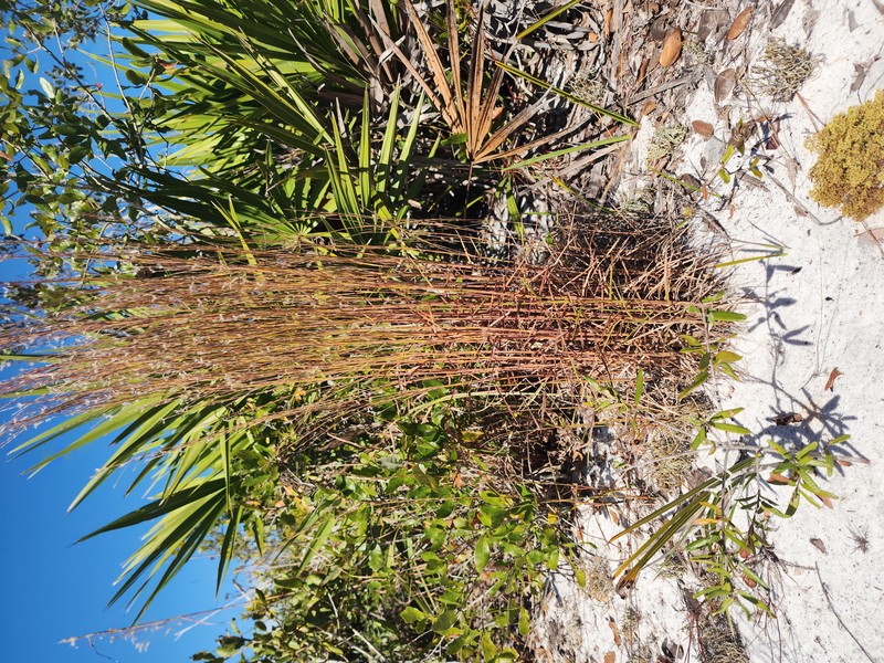 Pinescrub Bluestem photo 6