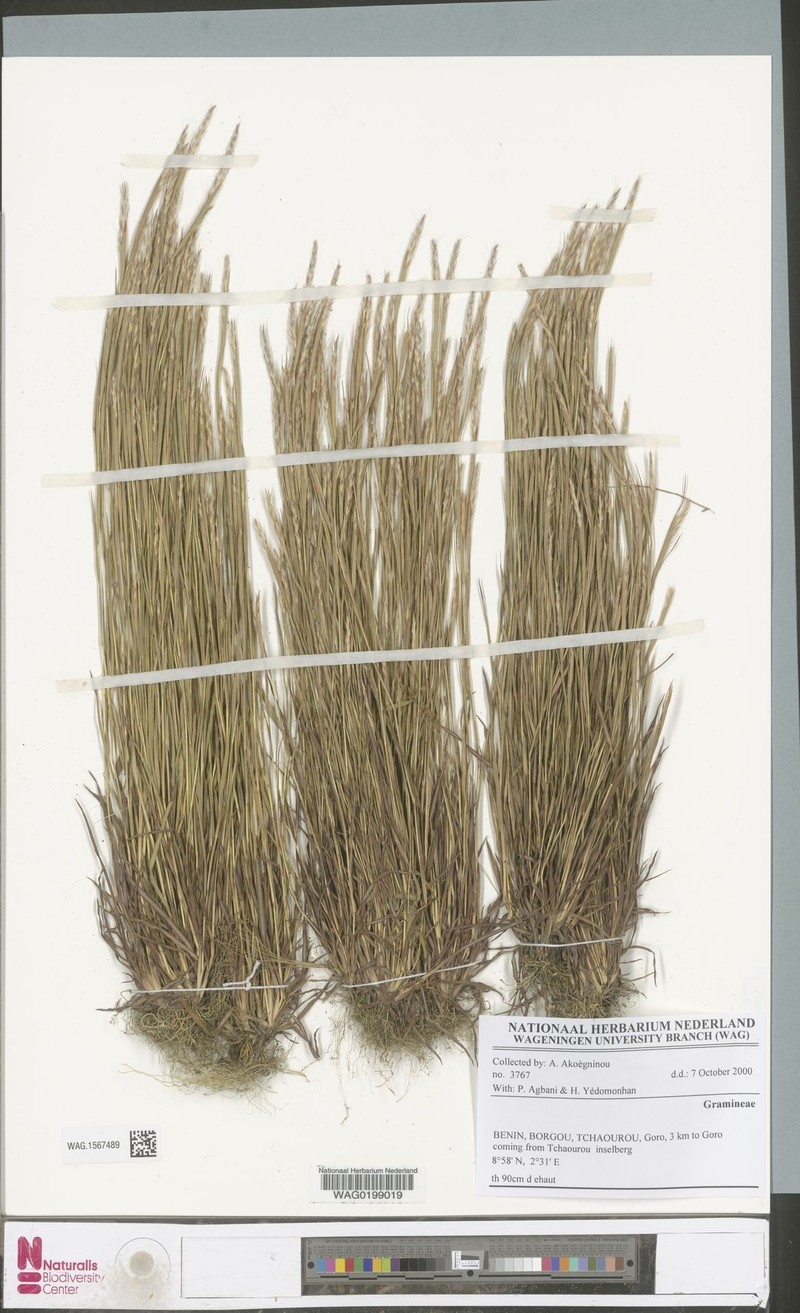 Schizachyrium nodulosum photo 2