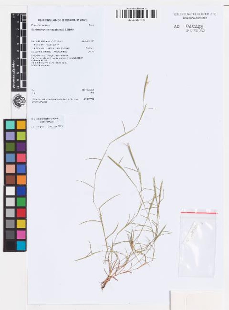 Schizachyrium occultum