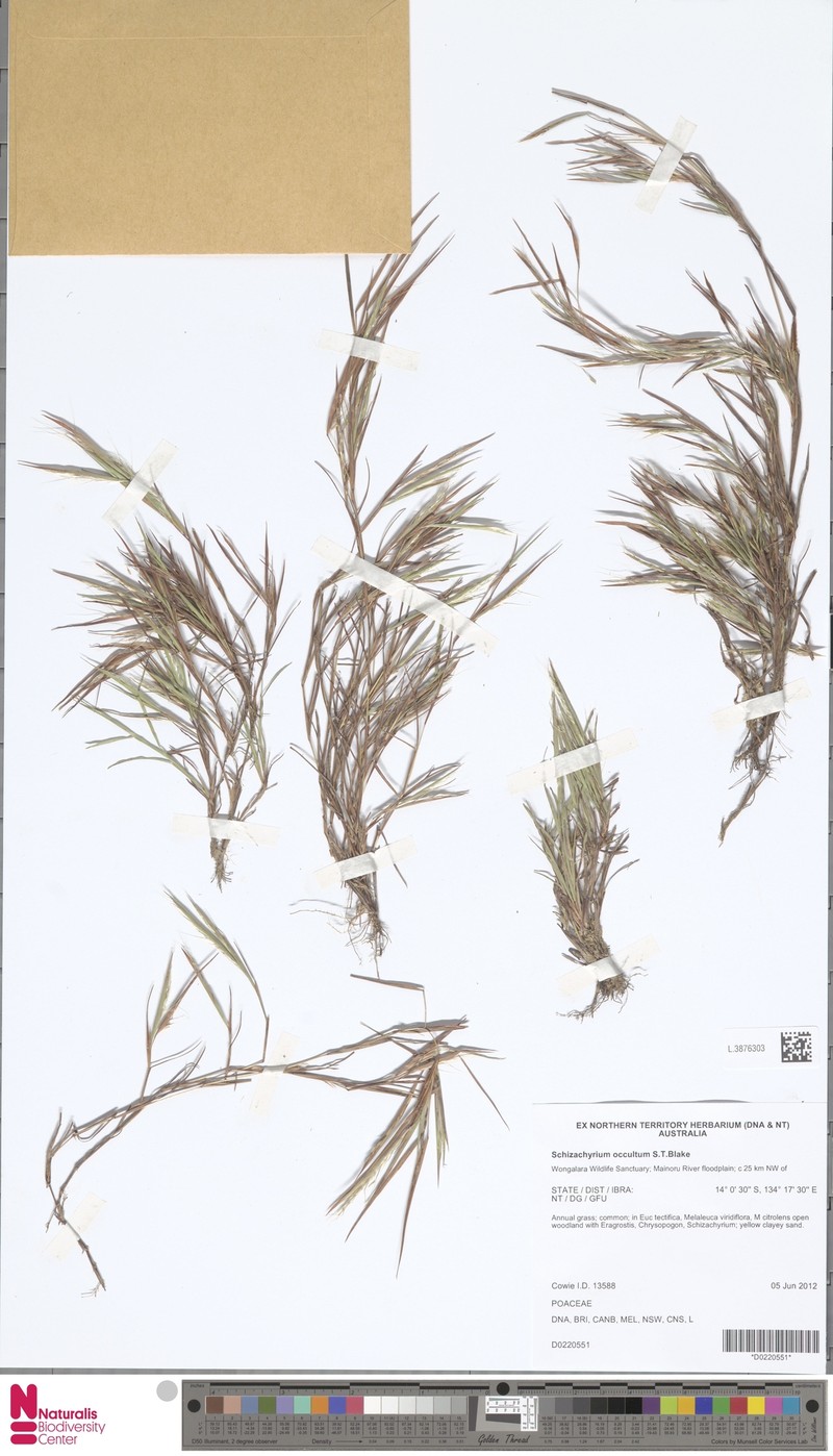 Schizachyrium occultum photo 2