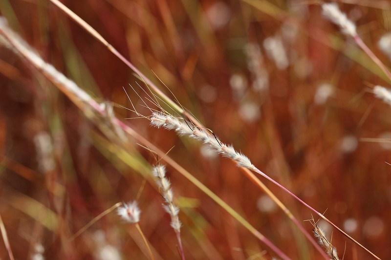 Schizachyrium pachyarthron