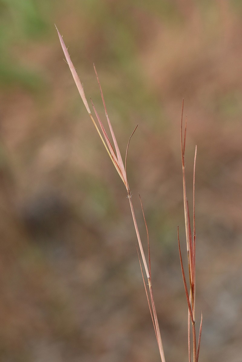Schizachyrium pachyarthron photo 2
