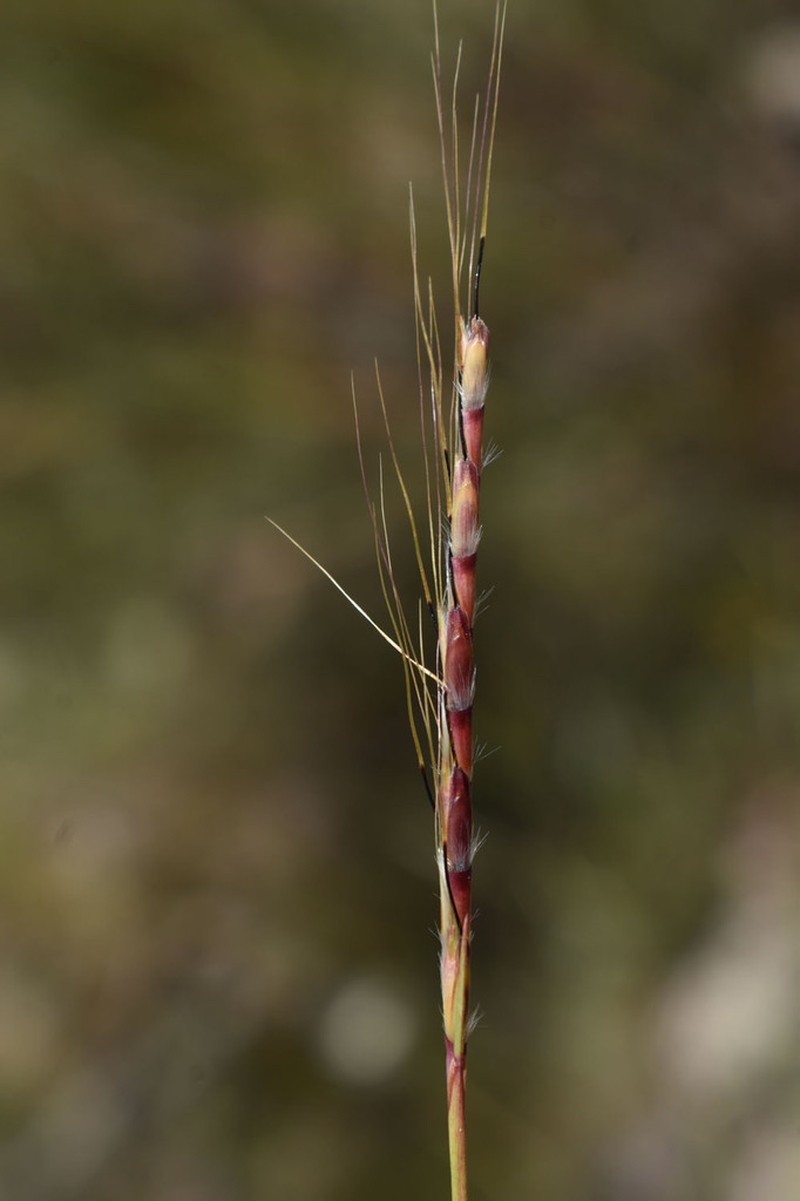 Schizachyrium pachyarthron photo 3