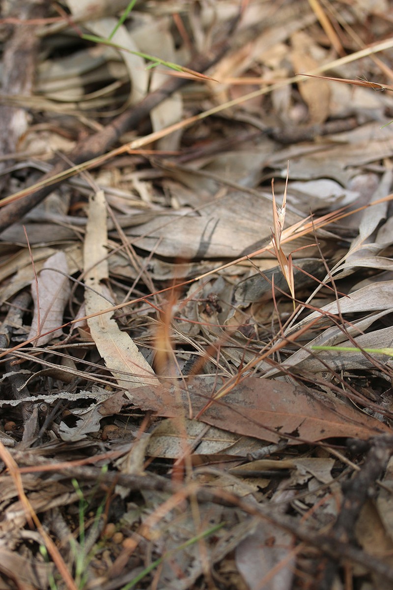 Schizachyrium pachyarthron photo 4