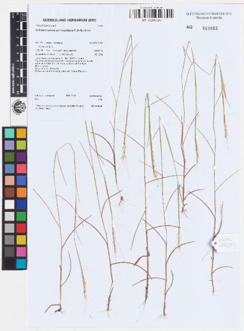 Schizachyrium pachyarthron photo 5