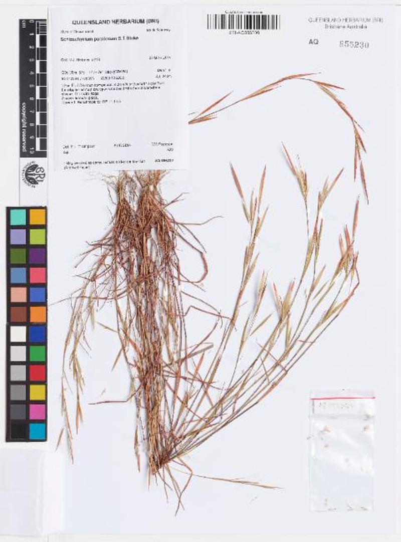 Schizachyrium perplexum