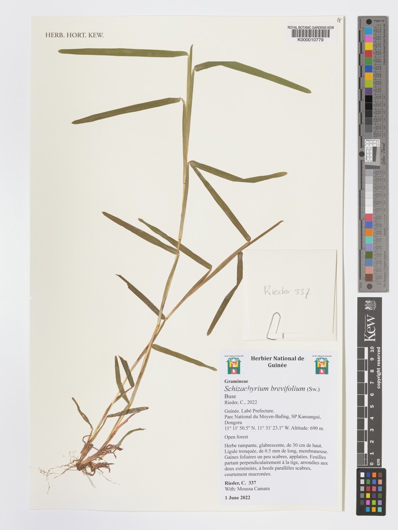 Schizachyrium platyphyllum