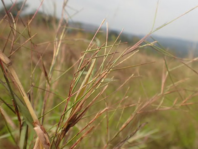 Schizachyrium platyphyllum photo 2