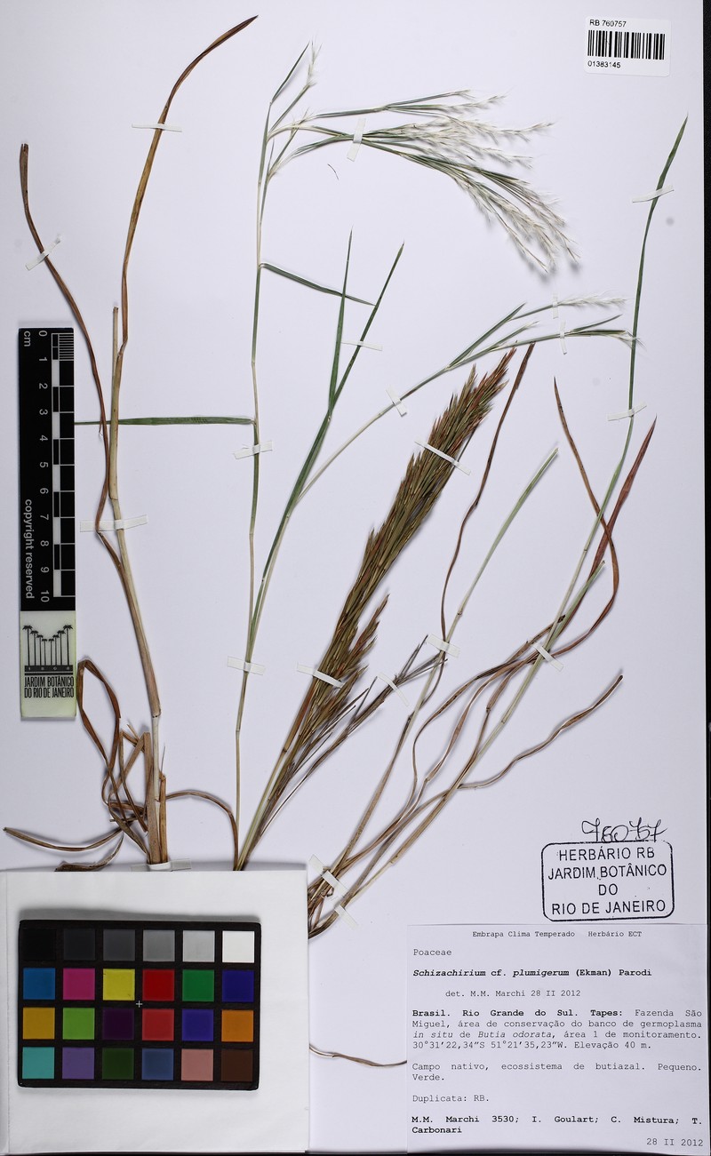 Schizachyrium plumigerum