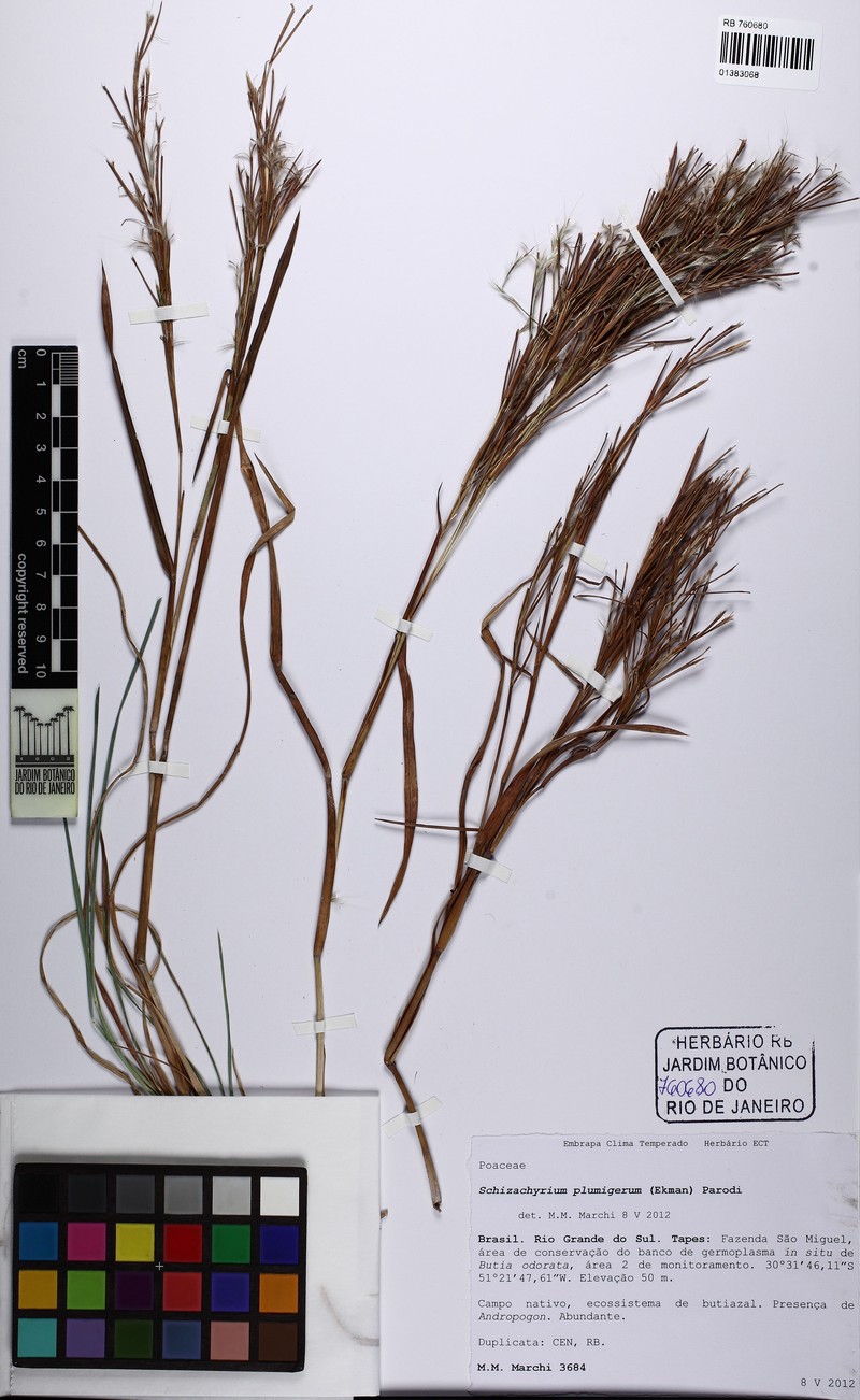 Schizachyrium plumigerum photo 2