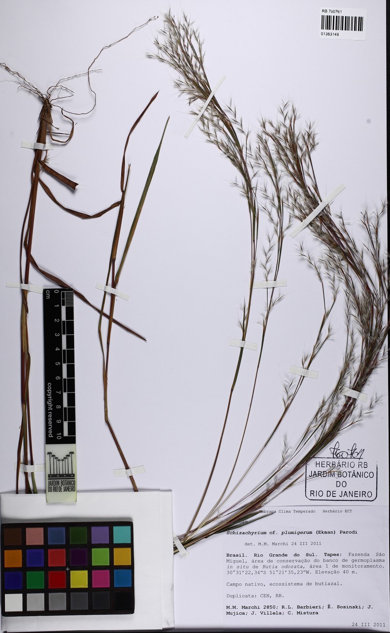 Schizachyrium plumigerum photo 3