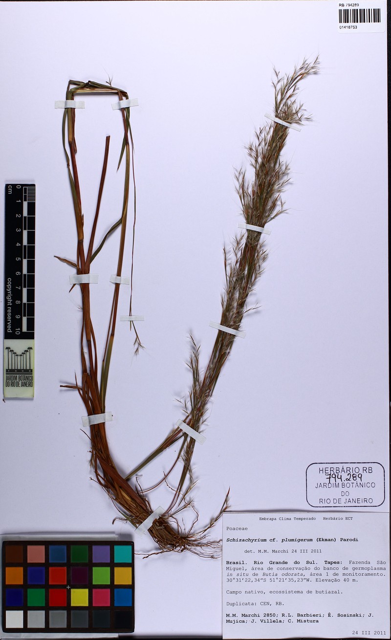 Schizachyrium plumigerum photo 4