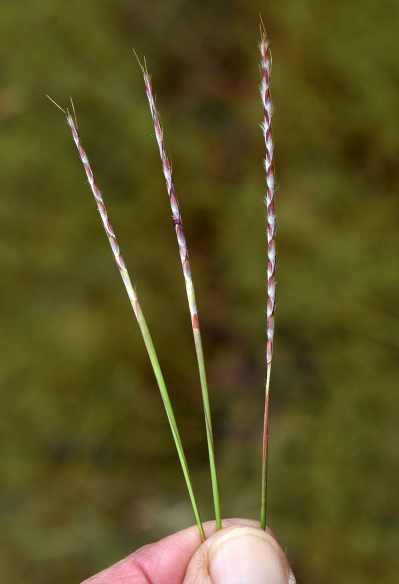 Eulalia Bluestem