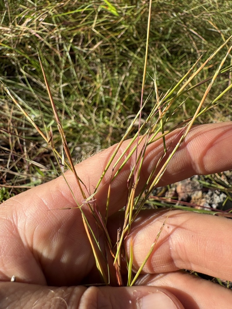 Eulalia Bluestem photo 2