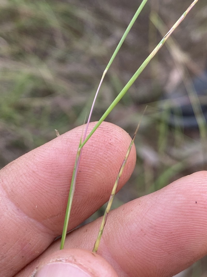 Eulalia Bluestem photo 3