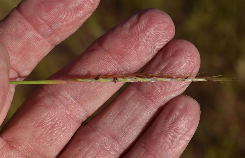Eulalia Bluestem photo 4