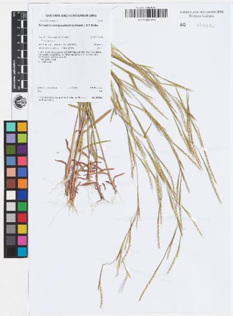 Eulalia Bluestem photo 5