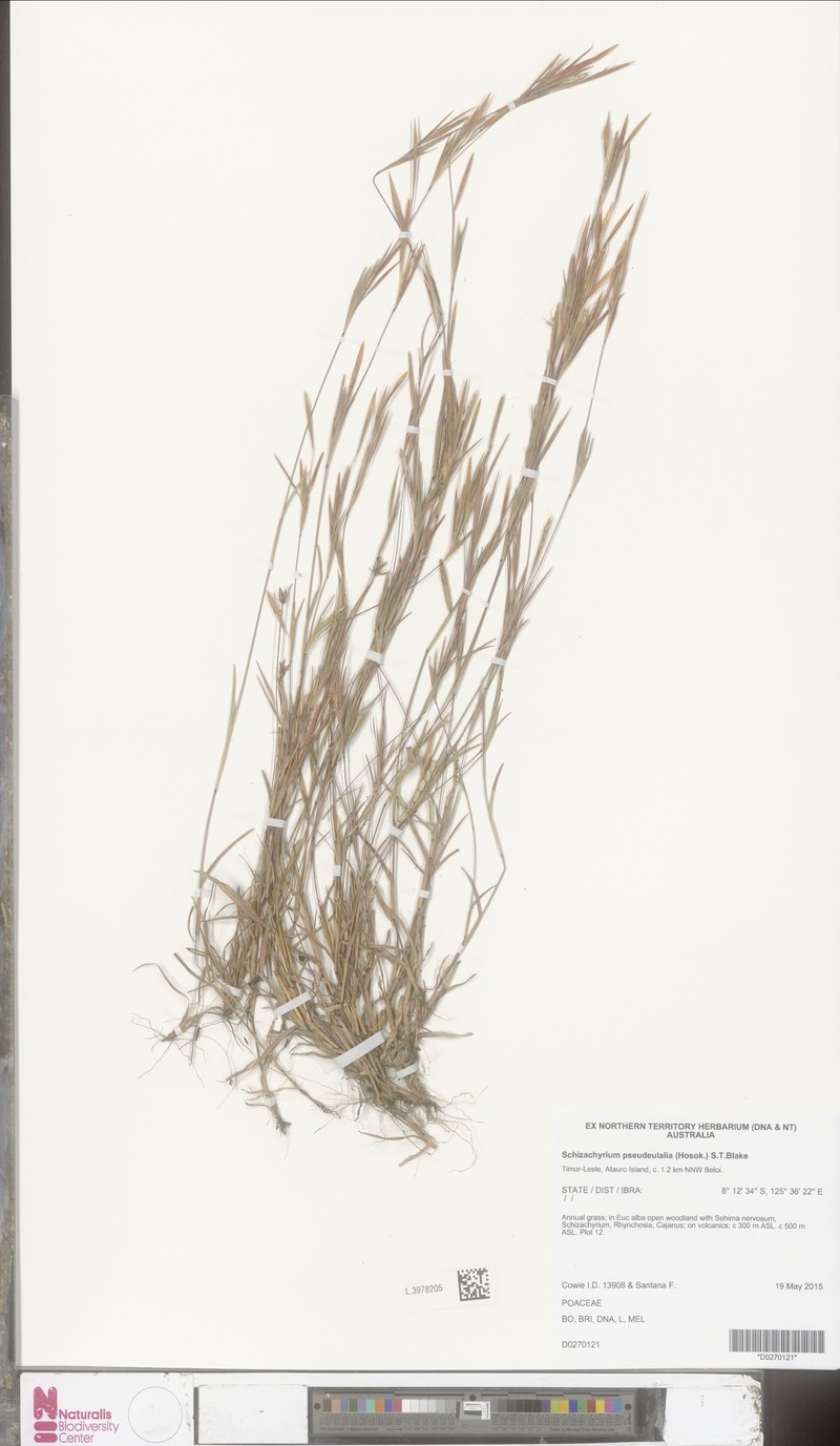 Eulalia Bluestem photo 6