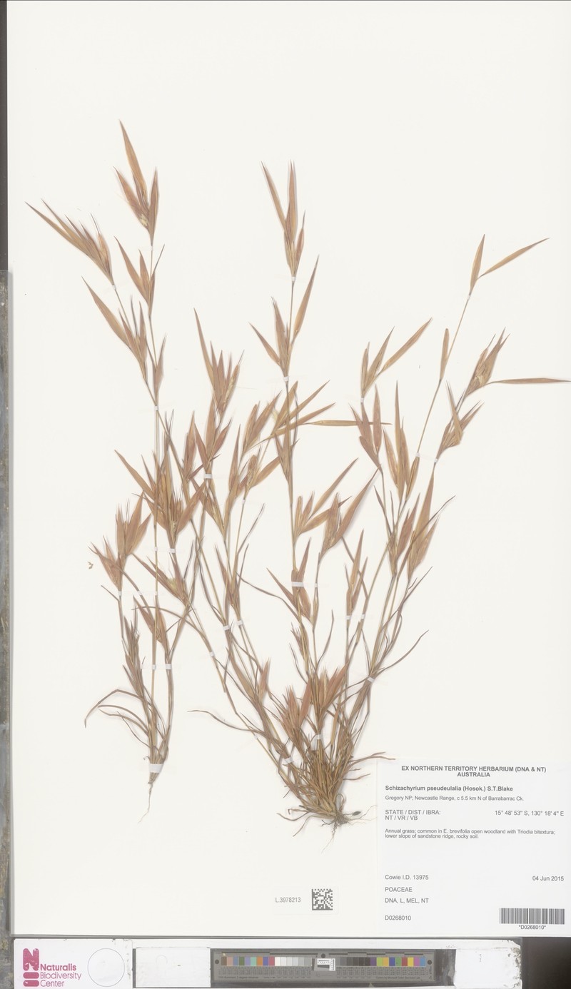 Eulalia Bluestem photo 7