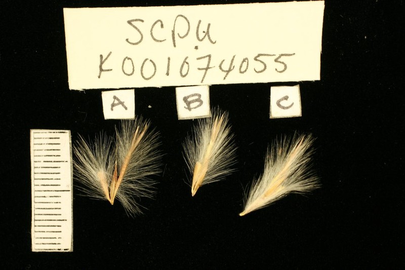 Schizachyrium pulchellum