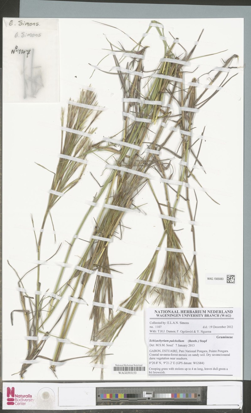 Schizachyrium pulchellum photo 2