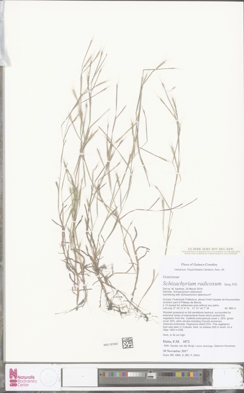Schizachyrium radicosum