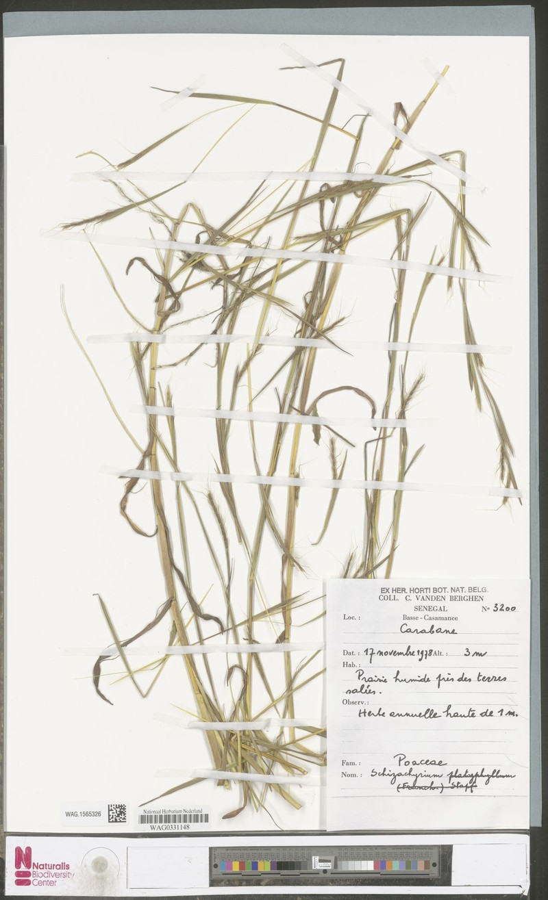 Schizachyrium radicosum photo 3