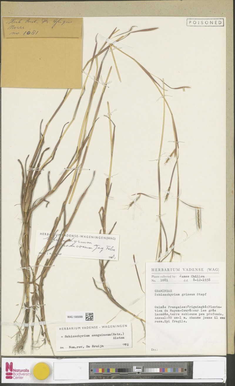 Schizachyrium radicosum photo 4