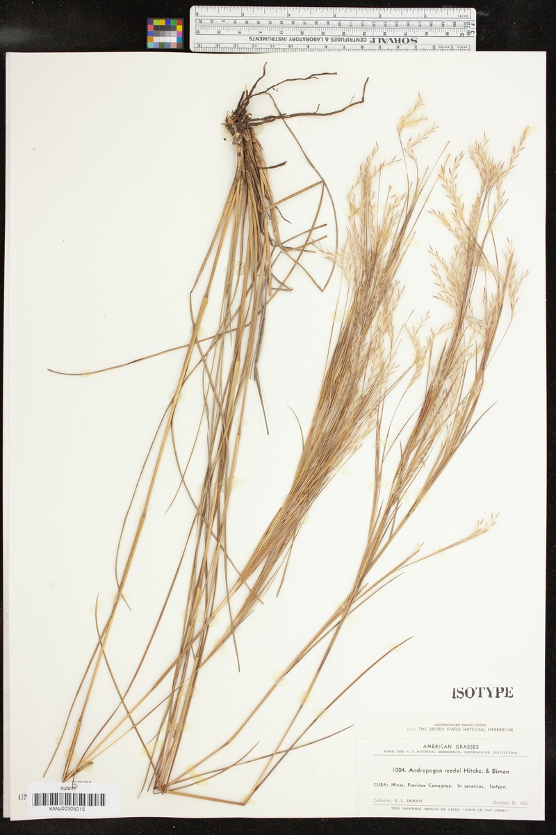 Schizachyrium reedii photo 2