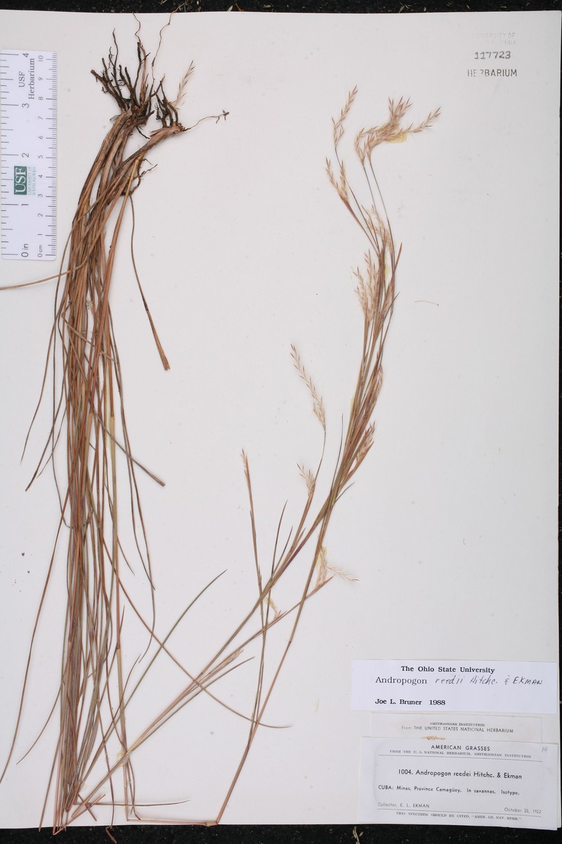 Schizachyrium reedii photo 4