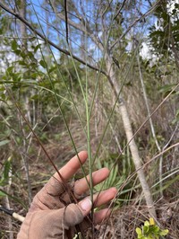 Florida Little Bluestem