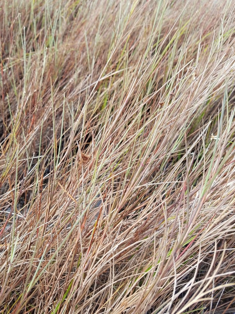 Florida Little Bluestem photo 2
