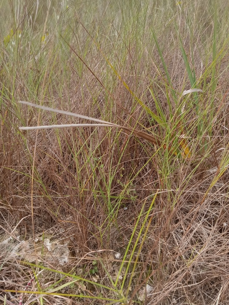 Florida Little Bluestem photo 3
