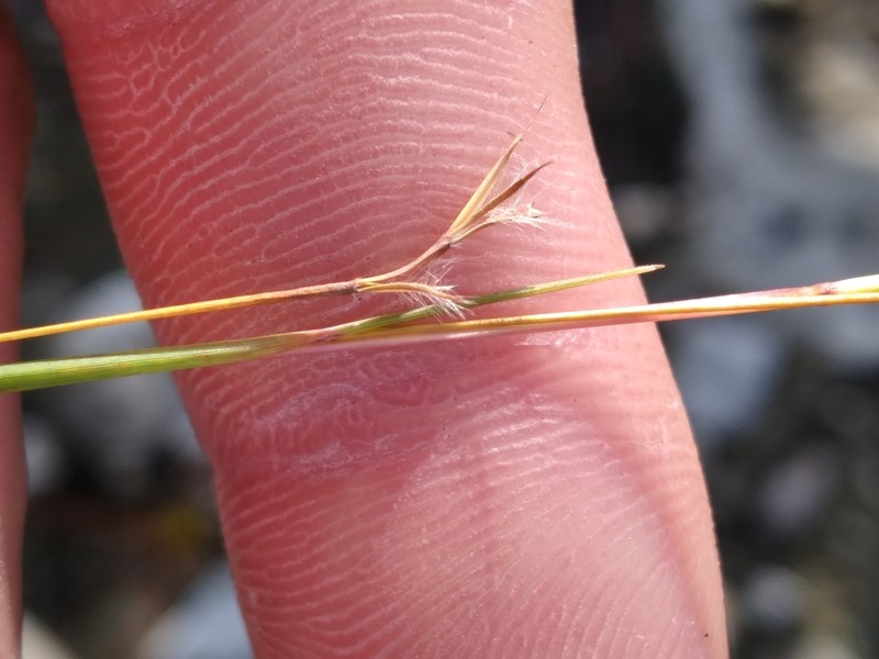 Florida Little Bluestem photo 4