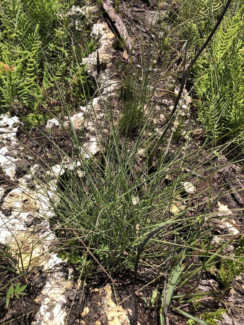 Florida Little Bluestem photo 5
