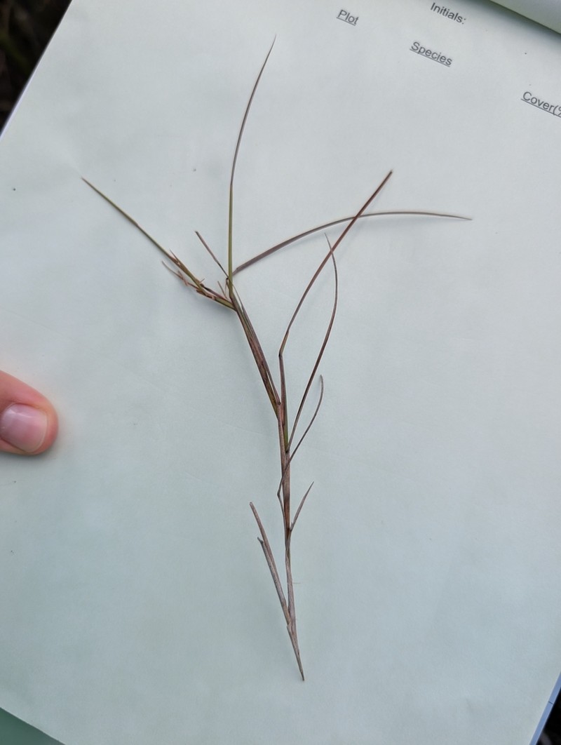 Florida Little Bluestem photo 6