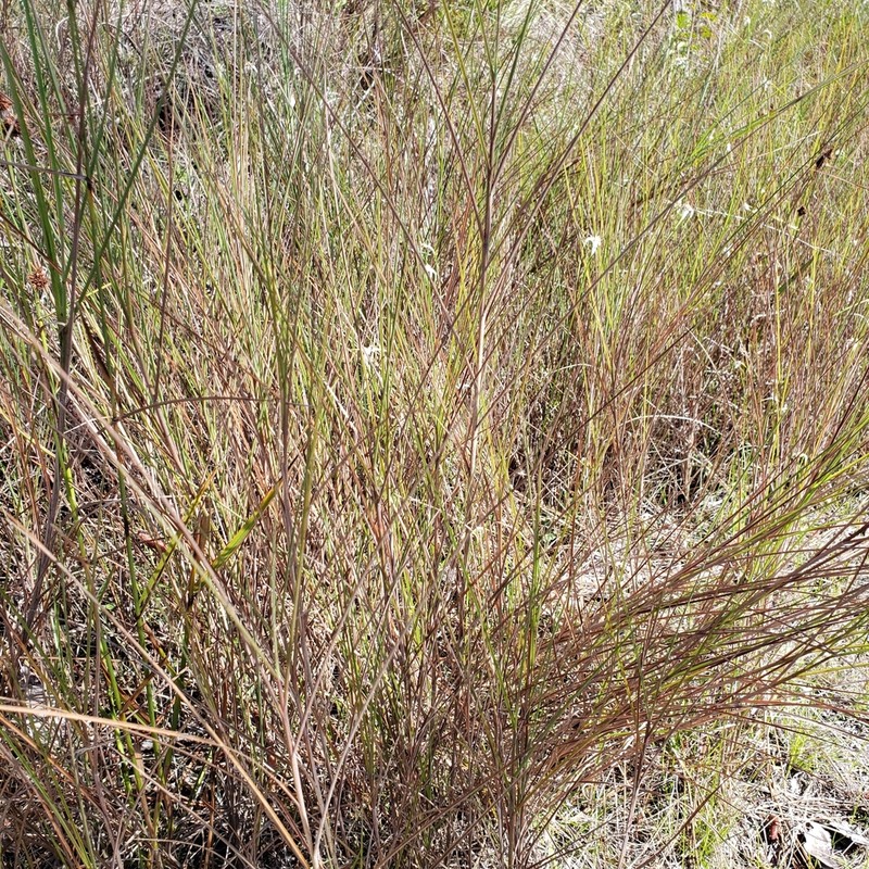 Florida Little Bluestem photo 7